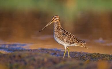 Common Snipe (Gallinago gallinago) is a wetland bird. It's feeds on the wetlands.