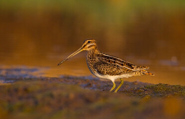 Common Snipe (Gallinago gallinago) is a wetland bird. It's feeds on the wetlands.