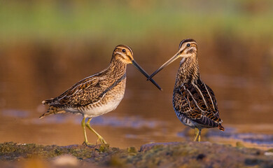 Common Snipe (Gallinago gallinago) is a wetland bird. It's feeds on the wetlands.