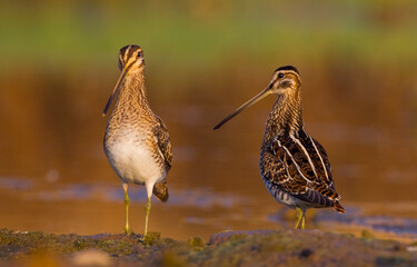 Common Snipe (Gallinago gallinago) is a wetland bird. It's feeds on the wetlands.