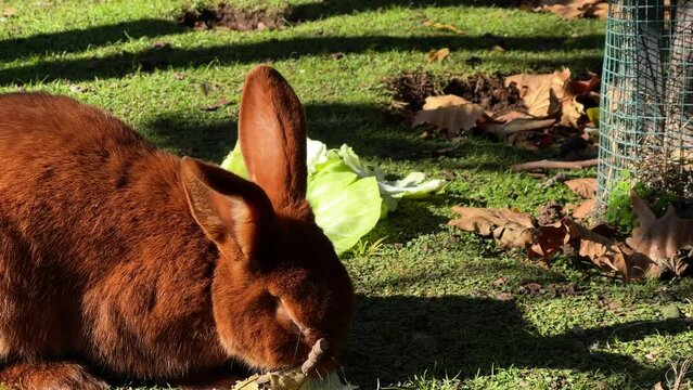 Brown rabbit eats cabbage leaves on a green grass