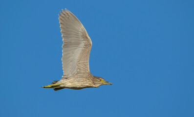 Black crowned Night Heron (Nycticorax nycticorax) is a successful frog and fish-catcher.