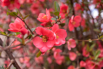Tree or bush branches, spring red flowers, background. Beautiful day forest or garden, close-up of a blossoming. Japanese quince shrub or other.