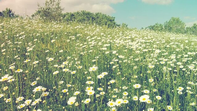 Chamomile Matricaria is a genus of annual flowering plants in the Asteraceae. Chamomile Matricaria chamomilla or Matricaria recutita is used for medicinal and cosmetic purposes. Meadow, retro style