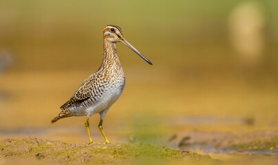 Common Snipe (Gallinago gallinago) is a wetland bird. It's feeds on the wetlands.