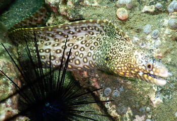 Costa Rica sea life