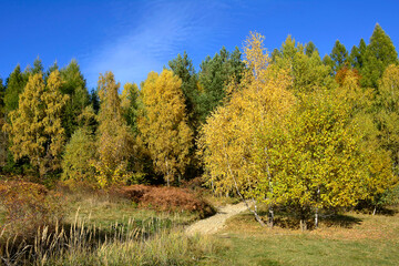 Autumn trees with beautiful  colors. Nature landscape background with  meadow and trees in fall