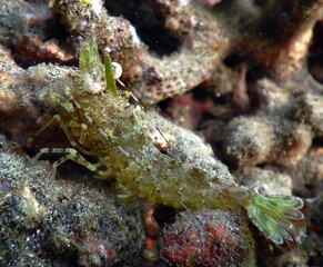 Costa Rica sea life
