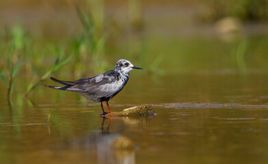Obraz premium White-winged Tern (Chlidonias leucopterus) generally inhabits wetlands with fresh water.