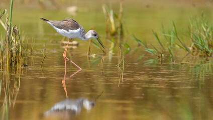 Black-winged Stilt (Himantopus himantopus) is often seen in coastal wetlands of the Tigris River in Turkey.