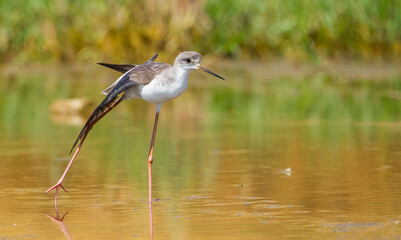 Black-winged Stilt (Himantopus himantopus) is often seen in coastal wetlands of the Tigris River in Turkey.
