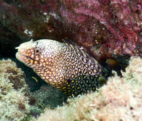 Fototapeta premium Costa Rica sea life