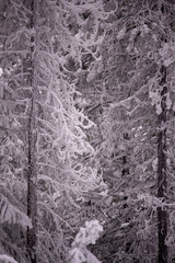 snow covered trees