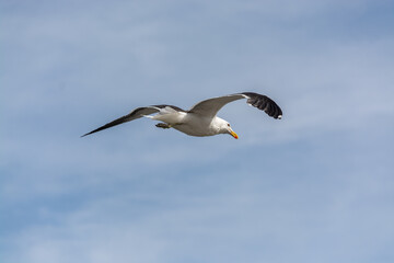 Gaviota Dominicana (Larus dominicanus) en pleno vuelo