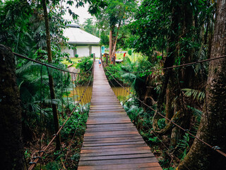 bridge in the forest