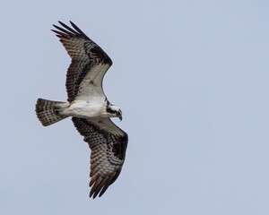 Osprey in flight over a pond near the Chesapeake Bay