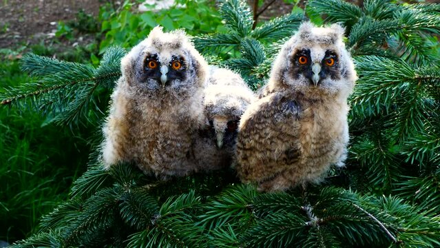 Long-eared owl chicks near the nest in natural habitat (Asio otus)