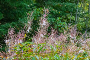 Fall colors emerge on the ground in Northern Minnesota near the Canadian border