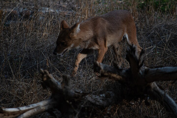 fox at Bannerghatta national park Bangalore running in the zoo. forest Wildlife sanctuaries in Karnataka India