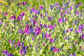 Floral background texture of blue and purple wildflowers on a sunny day.
