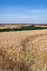 View of cereal fields in Wiltshire on a summer afternoon, England