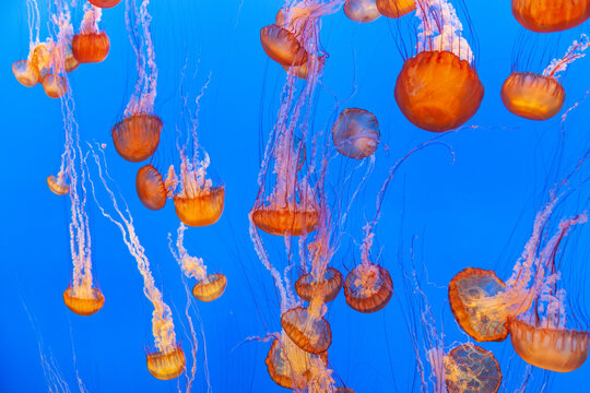 jelly fish in the blue sea © travelview