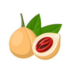 Vector illustration, nutmeg fruit or Myristica fragrans,isolate on a white background. - obrazy, fototapety, plakaty
