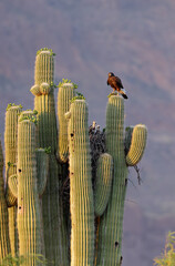 Harris Hawk Mother and Chicks in Saguaro Cactus Nest © George Erwin Turner