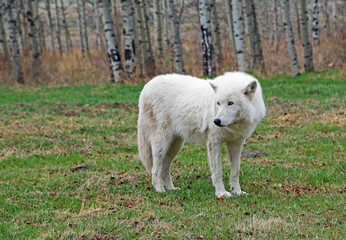 Obraz premium Arctic Wolfdog - Canada