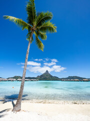 Tropical beach with palm tree on Bora Bora, French Polynesia