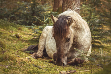 Portrait of a young konik horse posing in a forest in spring outdoors