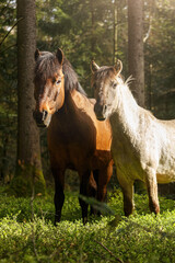 Obraz na płótnie Canvas Portrait of an adult bay brown huzule pony and a young konik horse in a forest in spring outdoors