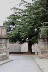 &Aacute;rbol en la entrada de la ciudadela de Jaca