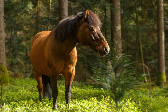 Portrait of a bay brown huzule pony posing in a forest in spring outdoors
