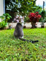 cats - furry - cute - domestic - pet - feline - wonderful - pretty - beautiful