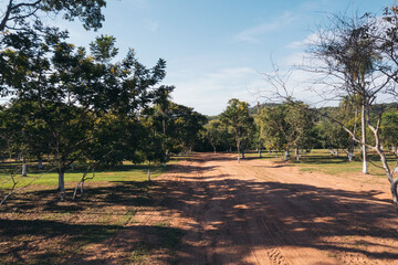 Rural road surrounded by nature and trees.
Adventure in nature: dirt road surrounded by trees in the rural area