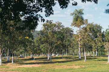 Beautiful natural park with lots of trees. Panoramic view of a natural park surrounded by vegetation