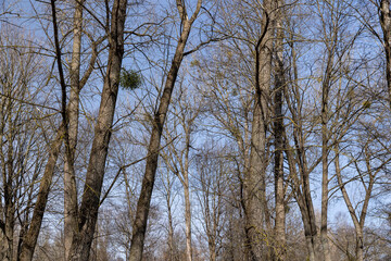 Bare trees in sunny spring weather, bare deciduous trees