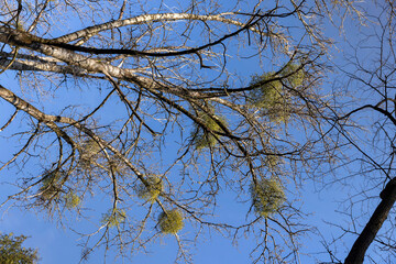 Trees covered with the mistletoe parasite in early spring