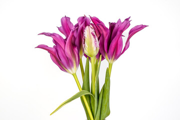 Bright purple lily tulips with one parrot tulip bud. White background.