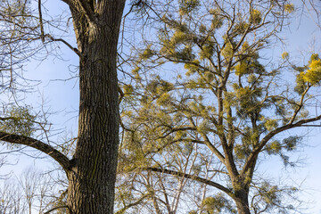 deciduous trees in winter during the day in sunny weather