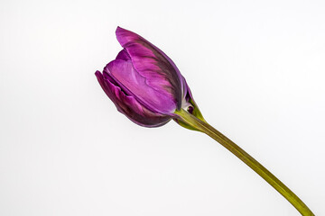 Single dark purple tulip, white background.