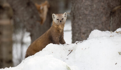 Pine Martin.  Intense gaze of a charming Pine Martin (Martes americana) - Winter wildlife photography in Northern Ontario.