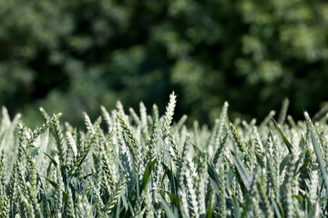 Agricultural field with a large number of green cereals