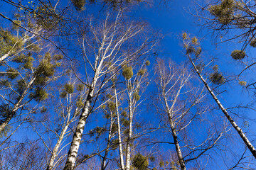 leafless birch trees in early spring in sunny weather