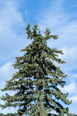 the beginning of spring in the park with coniferous trees