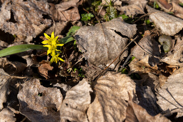 lonely growing yellow flowers in early spring