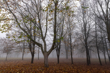 Fototapeta na wymiar Bare deciduous trees in autumn cold weather