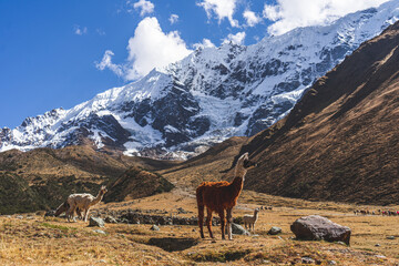 Andes llama glacier © erickbaca77