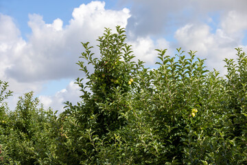Fototapeta premium Apple orchard with an unripe harvest of green apples